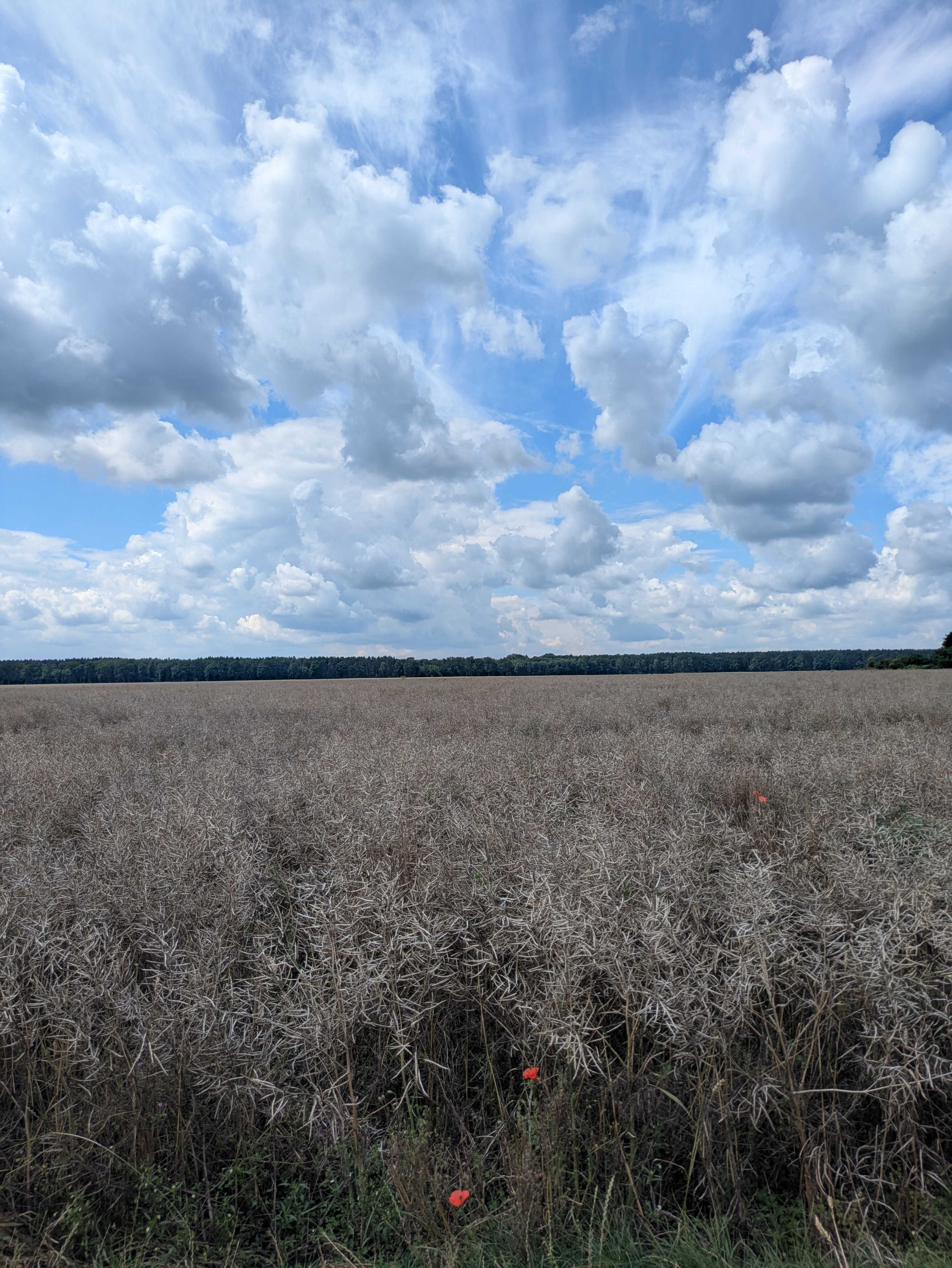 Countryside