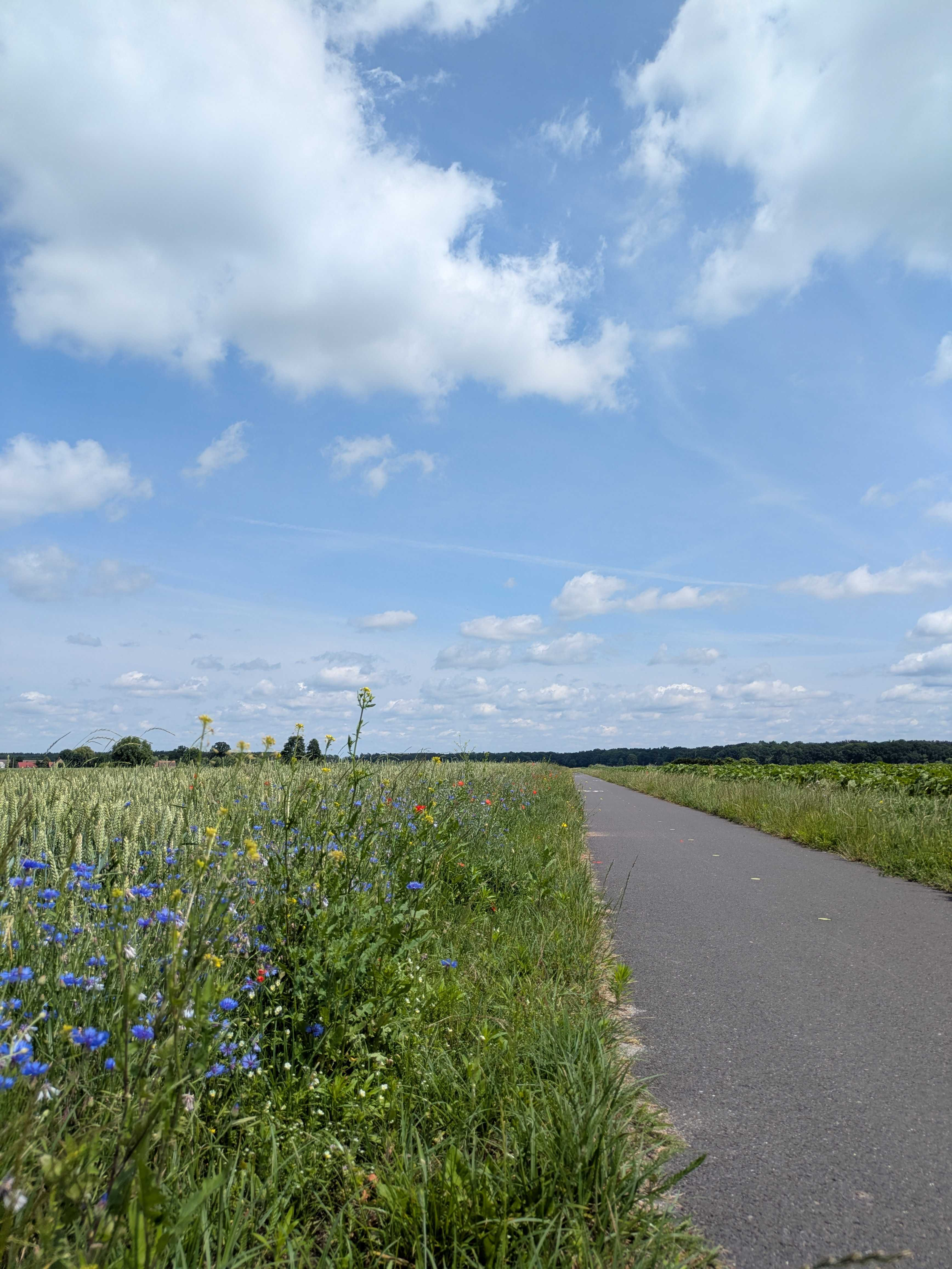 Fields near Prusice 1