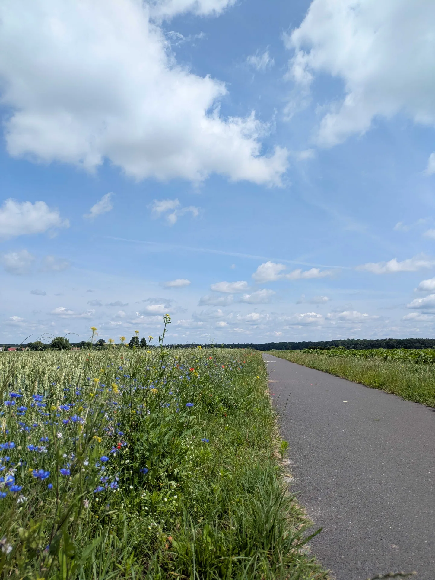 Fields near Prusice 1